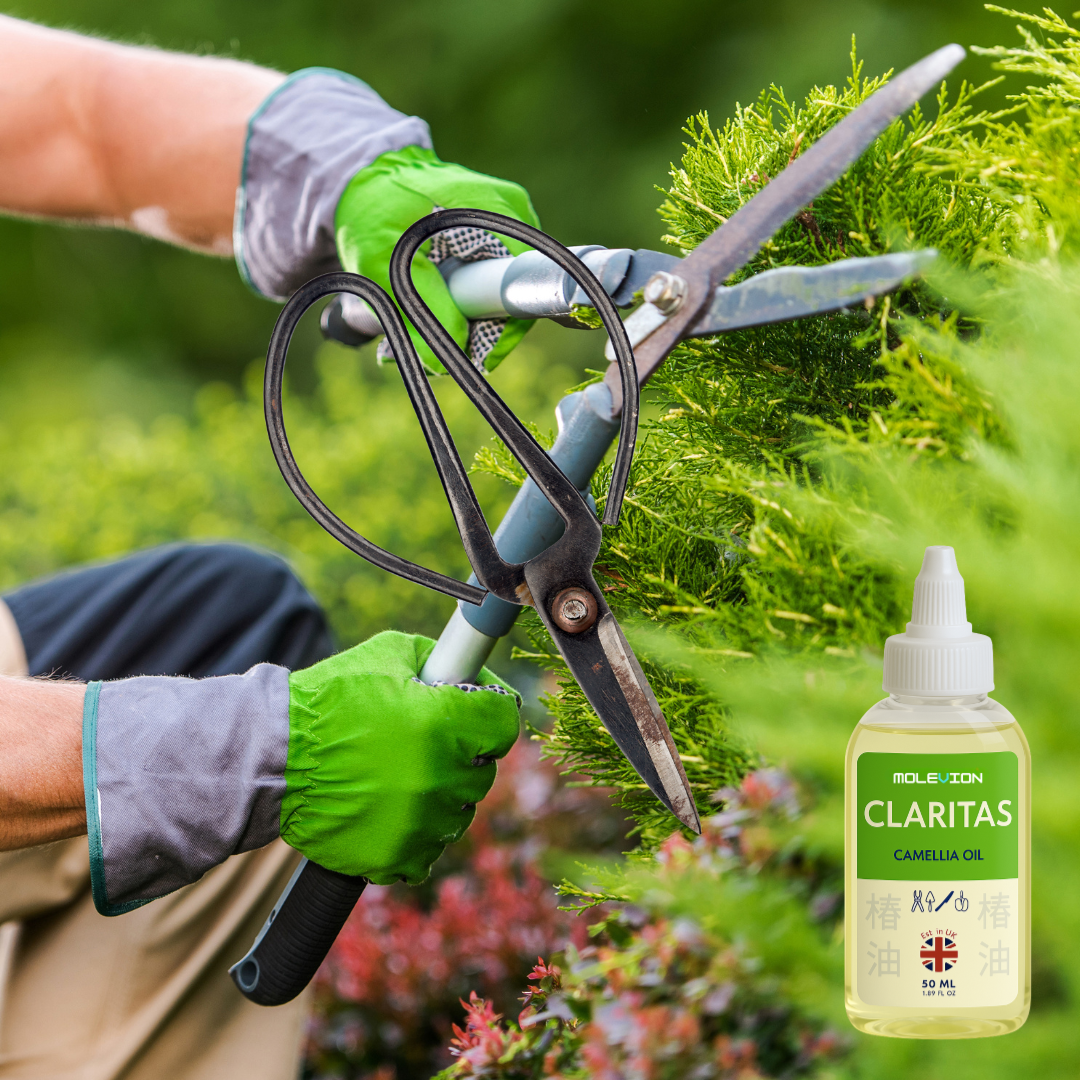 Molevion Claritas Camellia Oil (Tsubaki) Blend for Bonsai Knife and Garden Equipment, 50ml